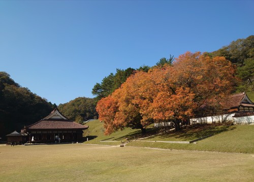 楷の木紅葉 | 備前市　土橋さん