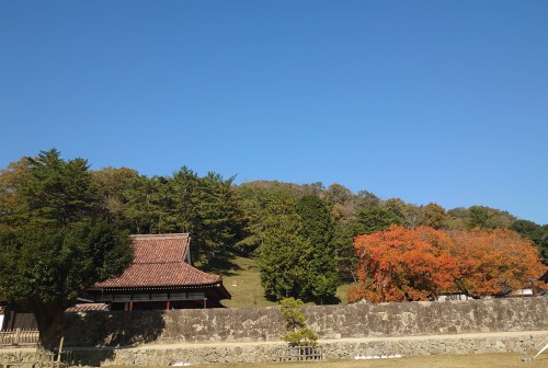 楷の木紅葉 | 備前市　土橋さん