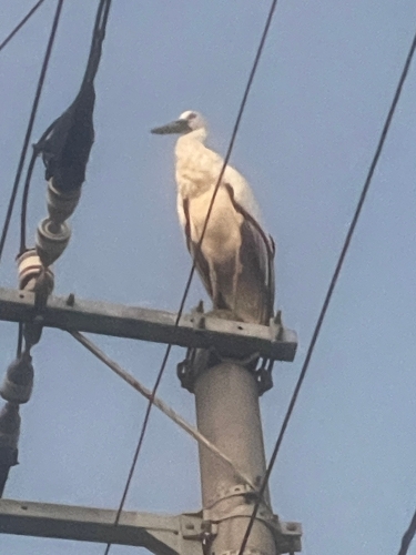 コウノトリ | 丸亀市　チヌボラさん