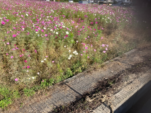 コスモス畑 | 高松市　くぅちゃんママさん