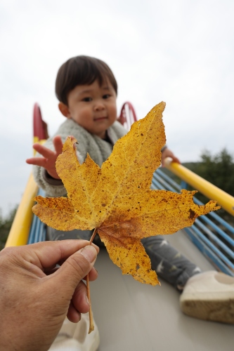 紅葉 | 岡山市　ひとみさん