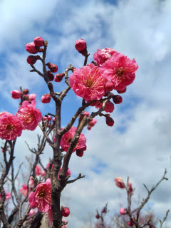 梅の花 | 倉敷市　たかまろさん