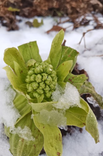 雪の中から春を感じて | 津山市　寺坂さん