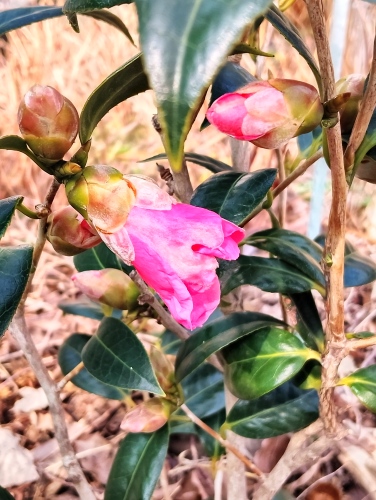 無事開花しました