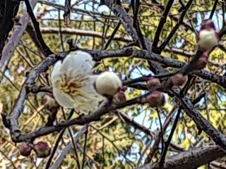 梅の花 | 瀬戸内市　磯根さん